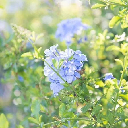 De La Fossette Le Lavandou