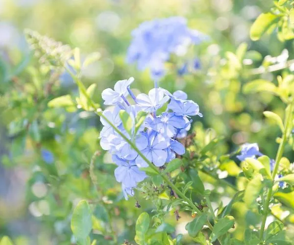 De La Fossette Le Lavandou